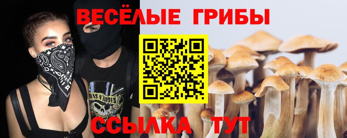 купить  цена  Псилоцибиновые грибы Psilocybe  Псилоцибиновые грибы прущие грибы  Вход с VPN  Новоалександровск 